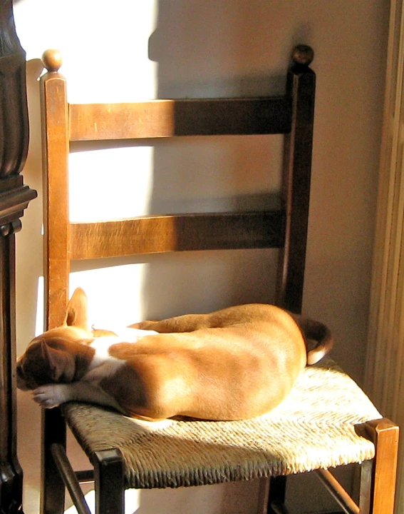 a dog is sleeping on a chair with its head down