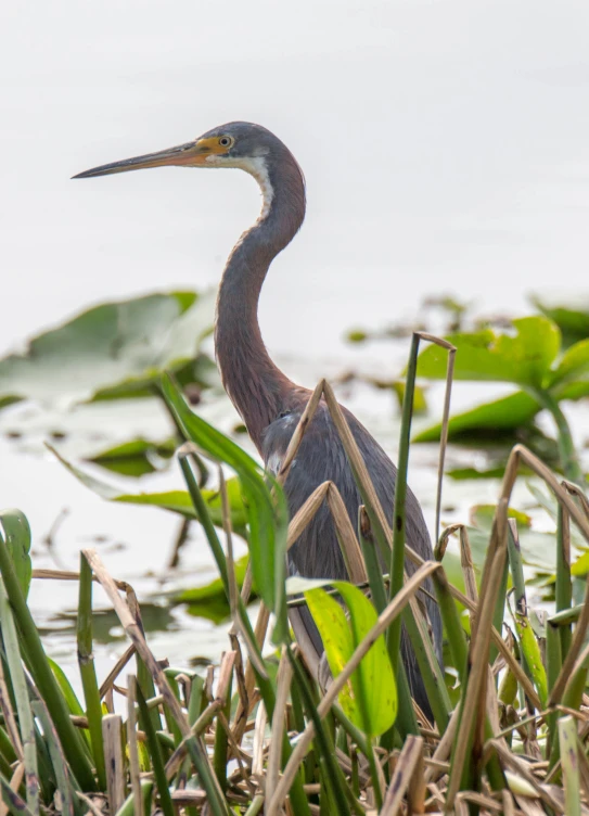 a bird that is standing in some water