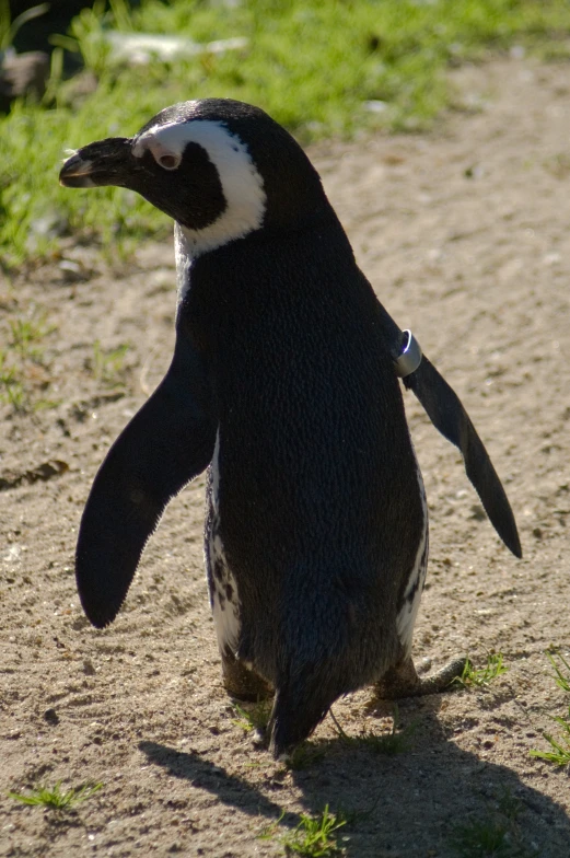 a penguin walking on some dirt path in the grass