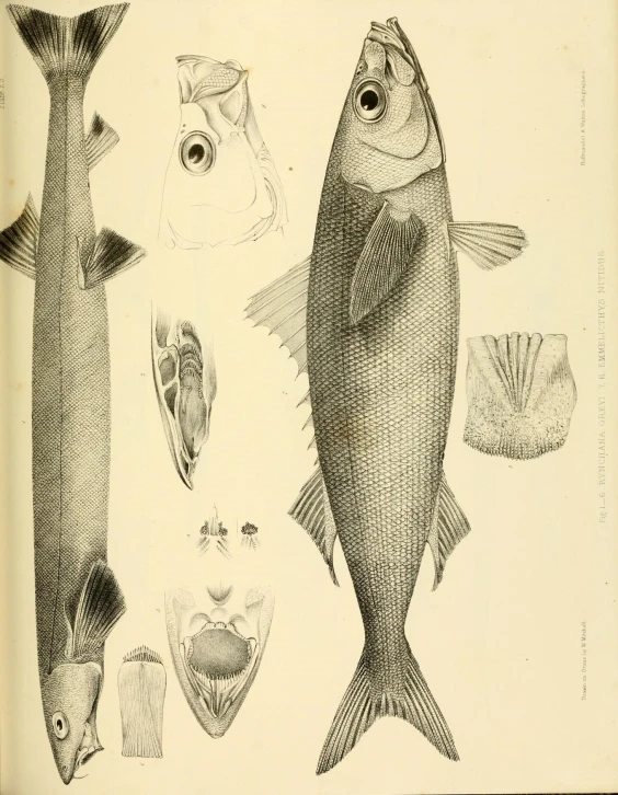 an illustration of sea fish swimming around