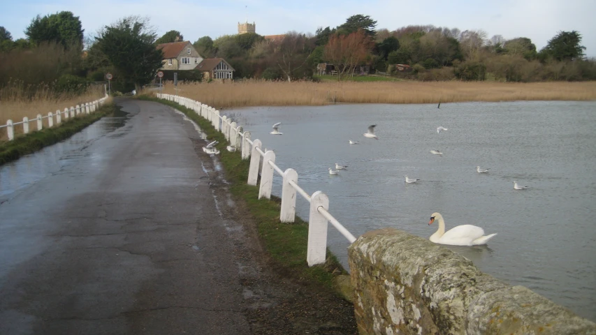 swans are swimming on a lake by a white fence