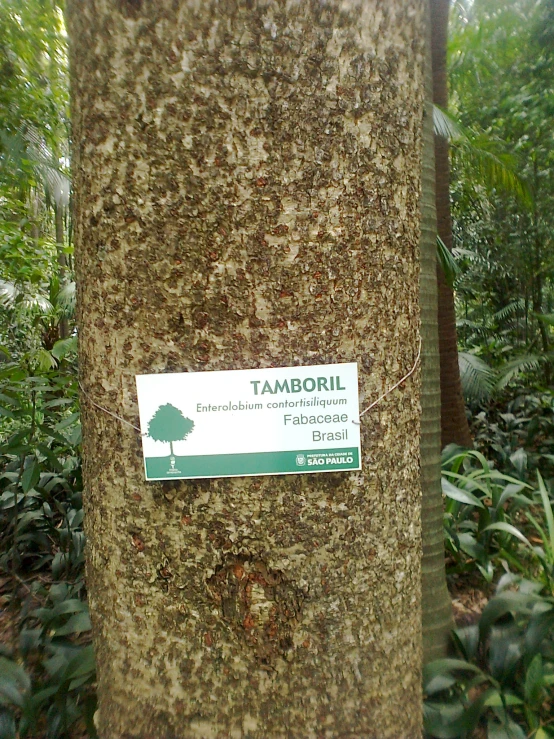 a sign on a tree reads tamboril
