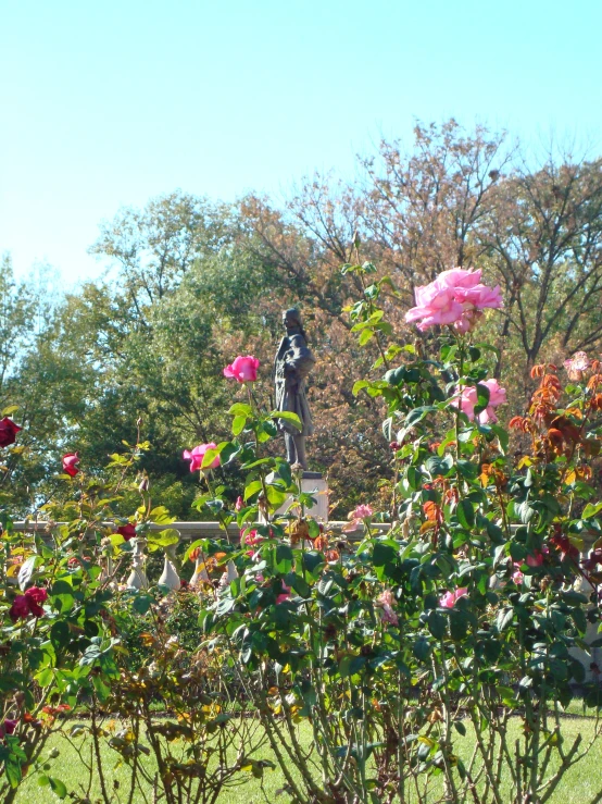 a large pink bush is shown in front of the statue