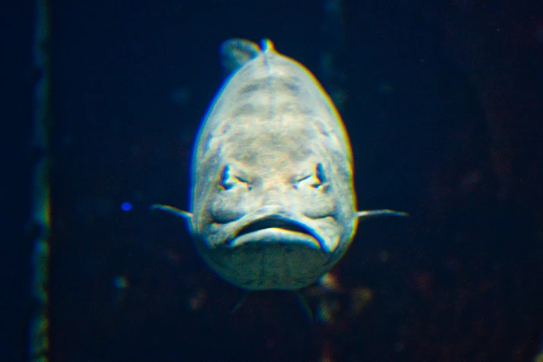 the face of a fish that appears to be looking into a distance