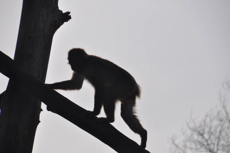 a monkey on a wooden structure holding onto a nch