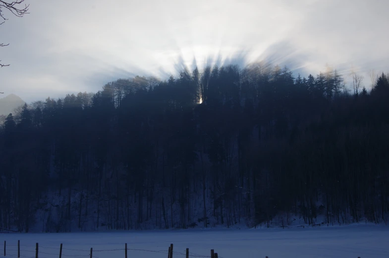 sun shines behind some thin, thin trees