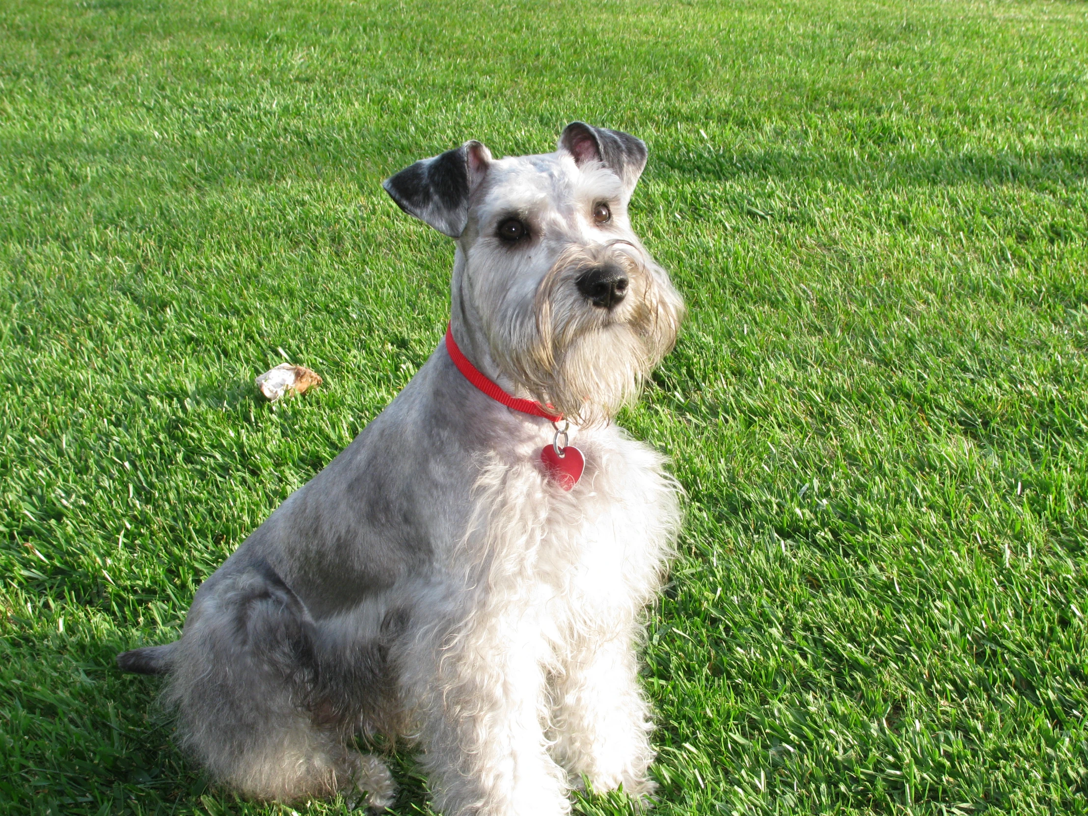 an older dog sitting in a grassy field