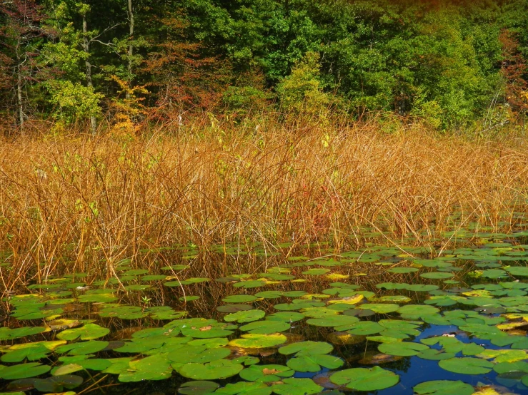 large lily pads are in the marshy water