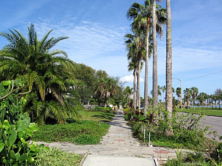 a sidewalk next to lush green palm trees