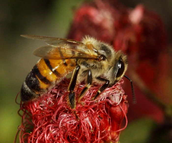 a close up of a bee on a red flower