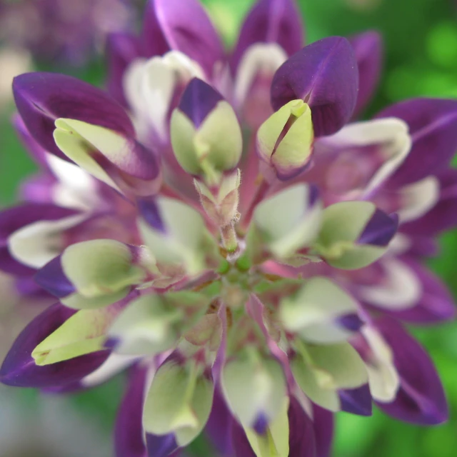 a large flower in bloom with the center opened