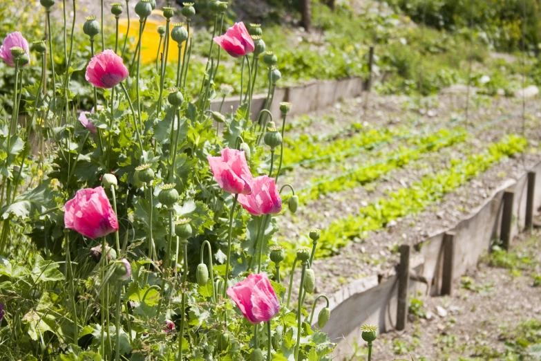 the flowers in the field are all pink