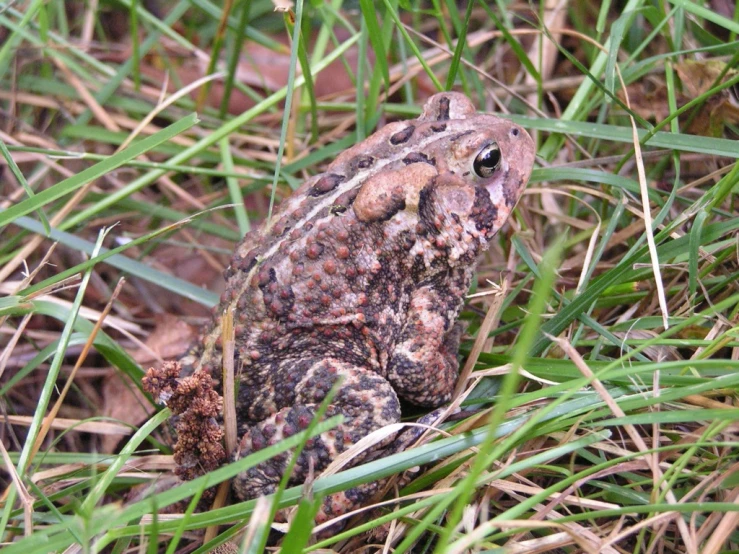 a small, brown and black frog sitting on the grass