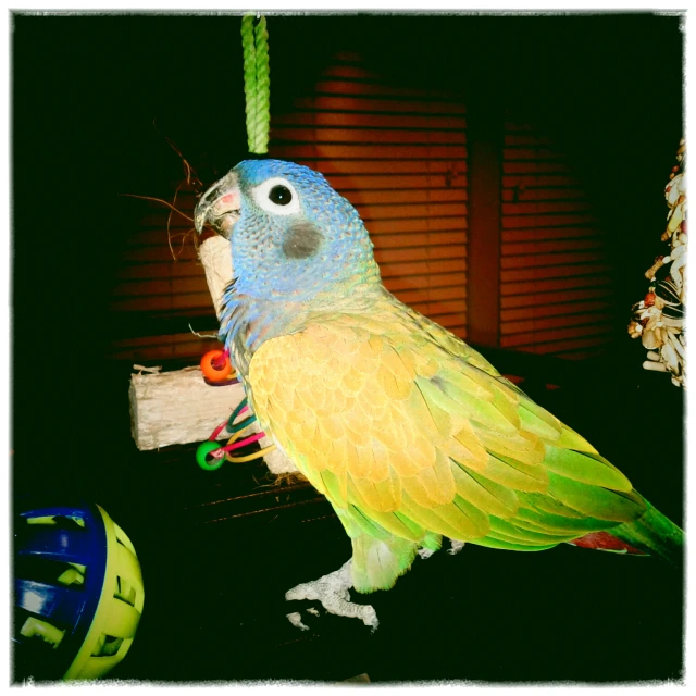 an adorable blue and yellow parrot sitting on top of a scratching post