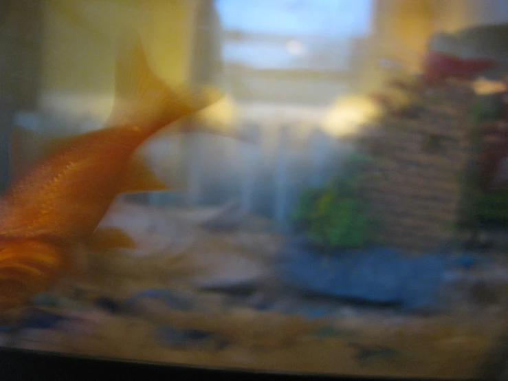 a view from a very close up of an aquarium