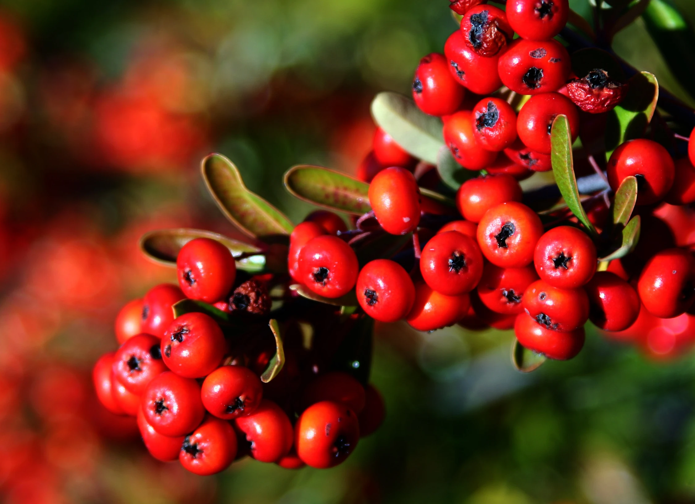 closeup of red berries on a bush with green leaves
