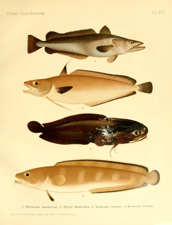 a group of fish on a beige background