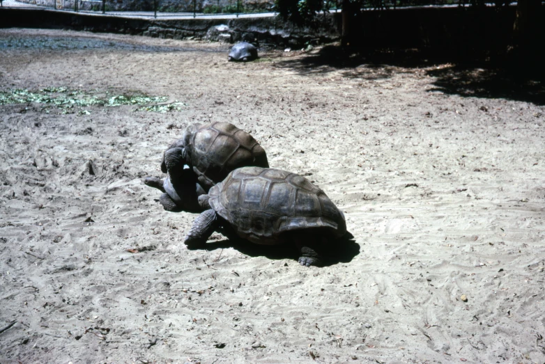 two turtles walking on the sand near some trees