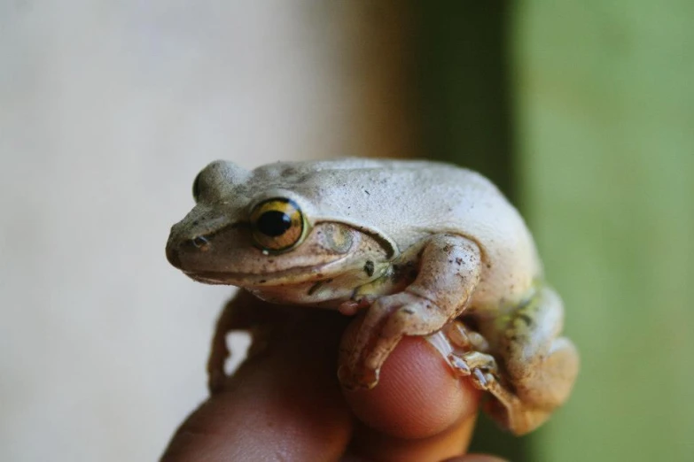 a frog that has been perched on the thumb of someone's hand