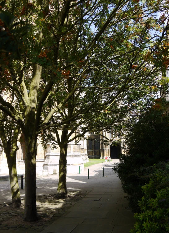 a park with some grass and trees