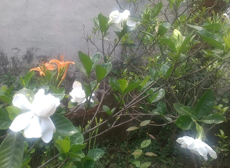 some white flowers and green leaves in the bush