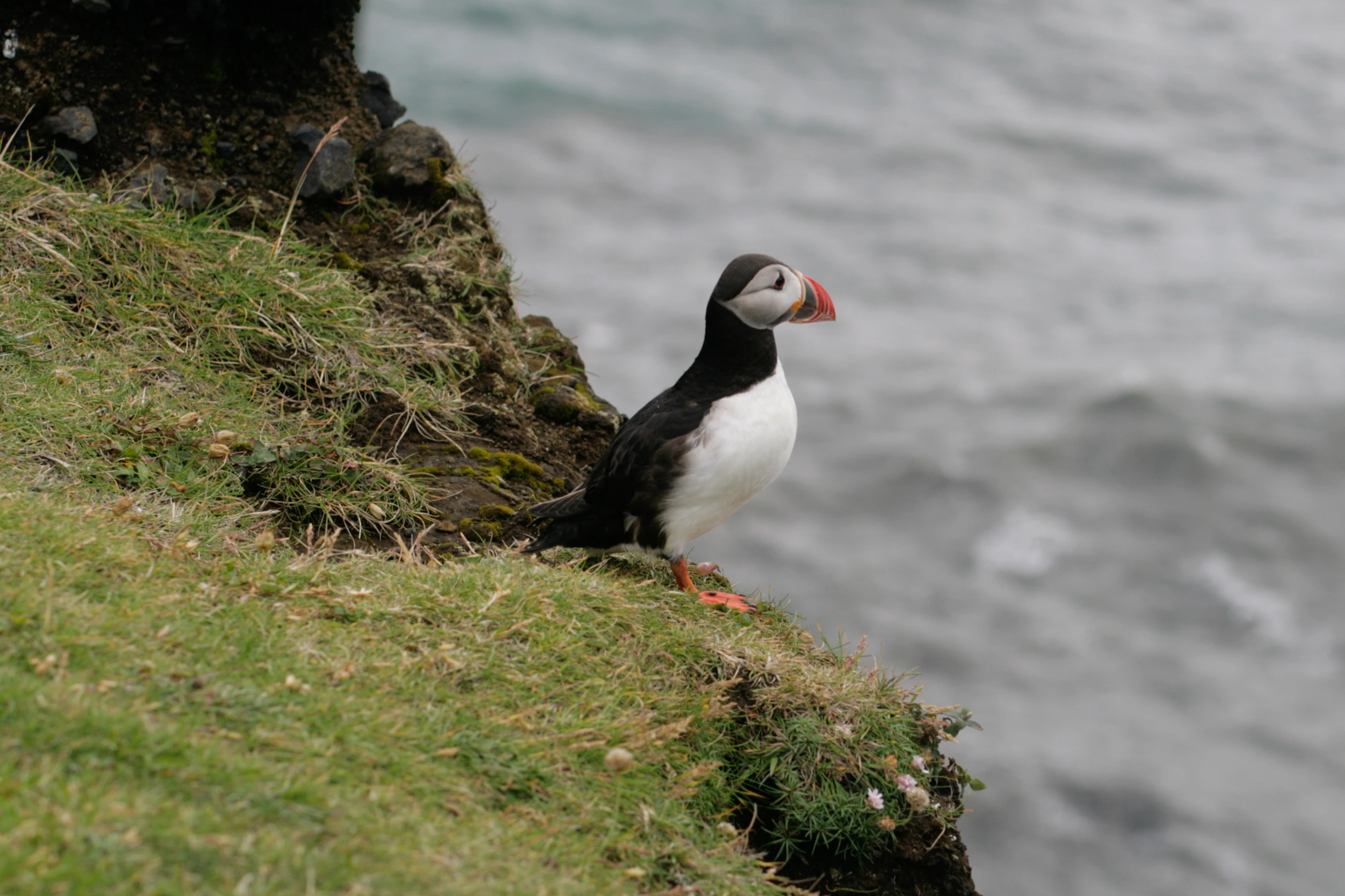 there is a small bird that is on a cliff near water