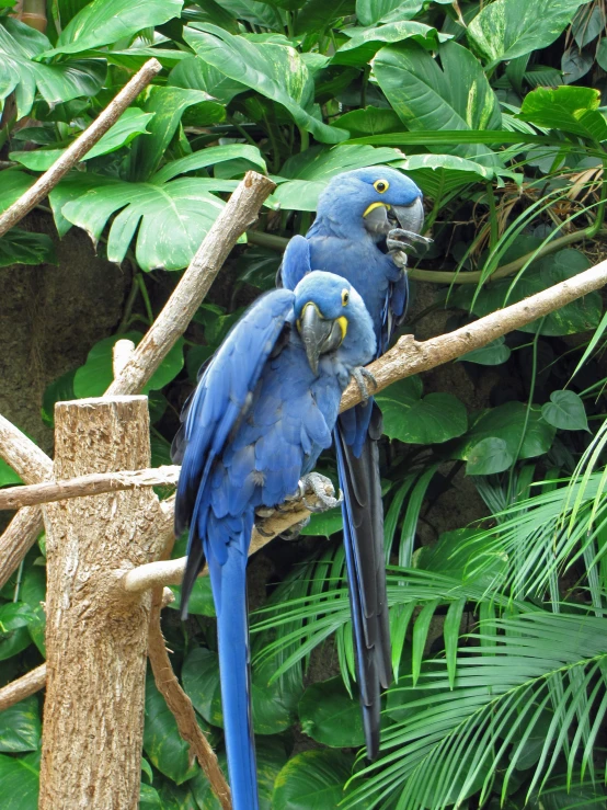 two parrots standing on nch next to each other