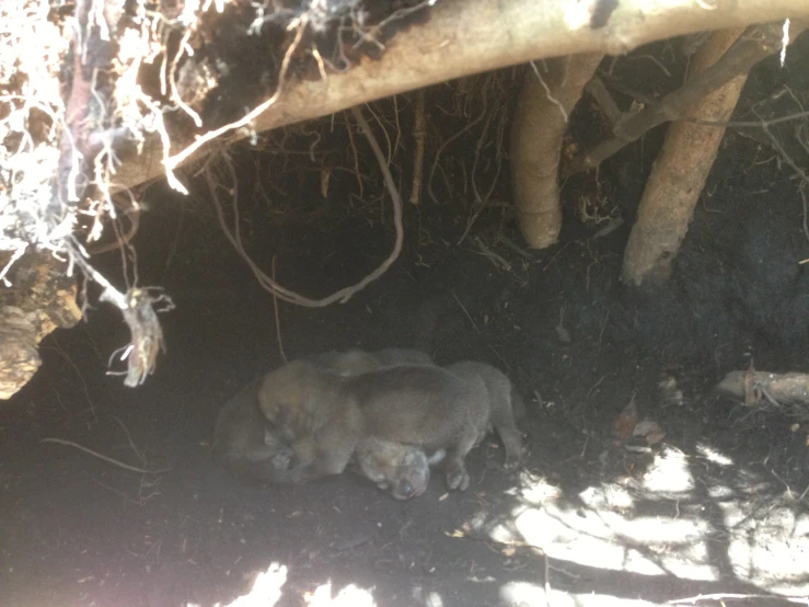 a dead animal lying under a tree in the shade