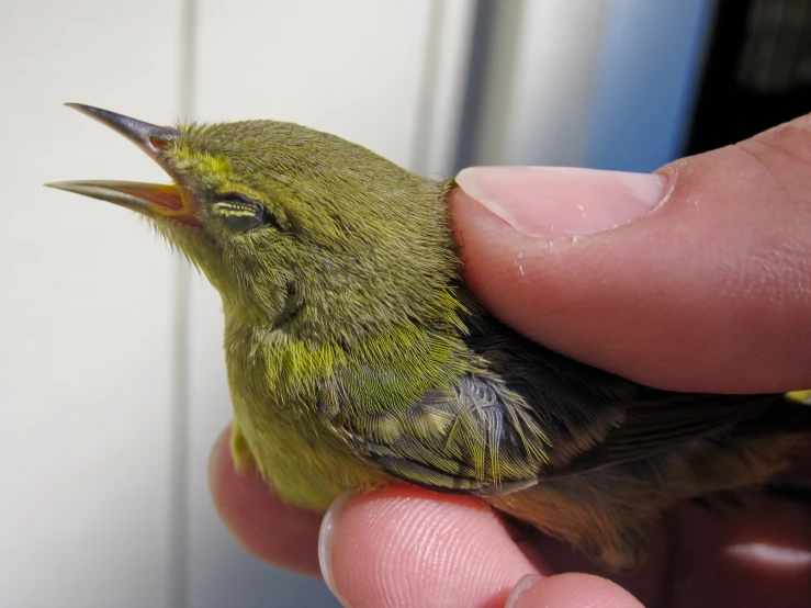 the small bird has a big grin on its face