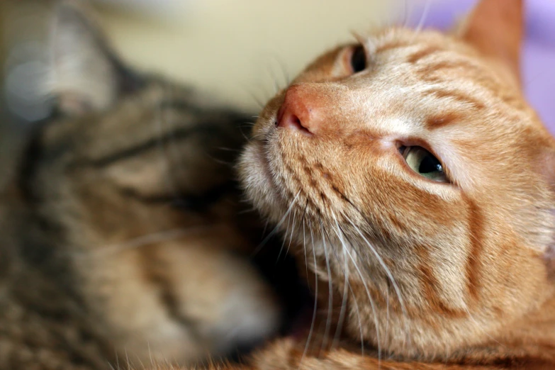 an orange and white cat laying next to a wall