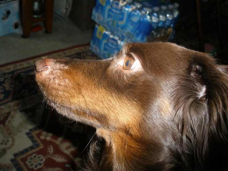 a close up view of a dog looking at soing