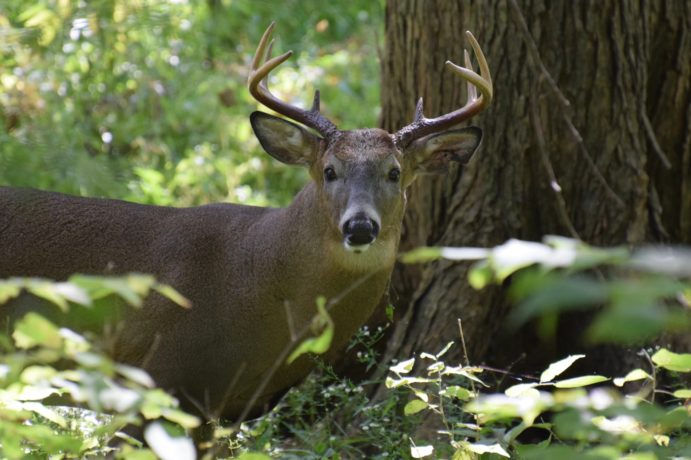 the deer is looking around in the forest