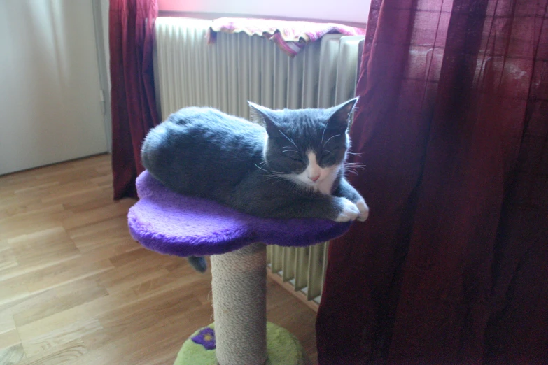 a black and white cat laying on a purple scratching post