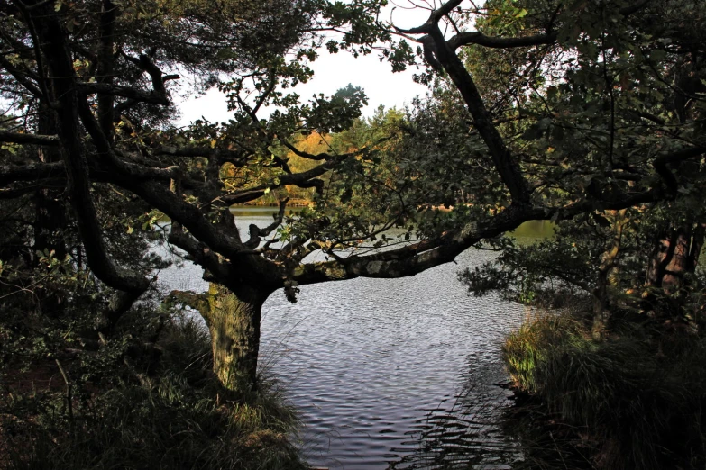 the nches on the large tree are tall