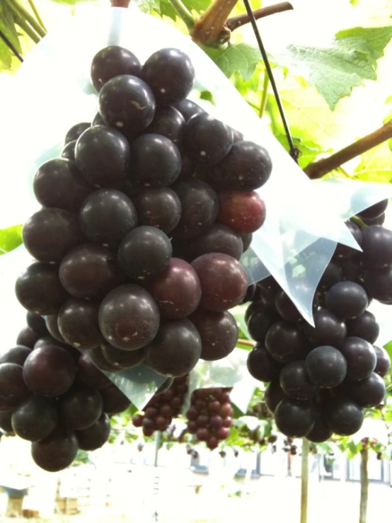 bunches of gs hanging from the vine in a vineyard