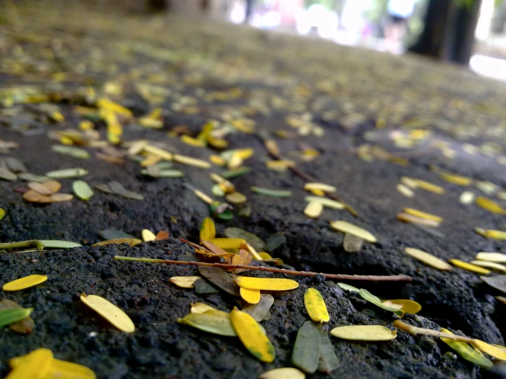 close up of leaves on a sidewalk in the day