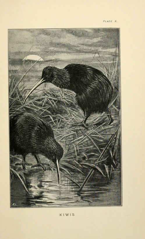 an old illustration of two kiwis next to each other