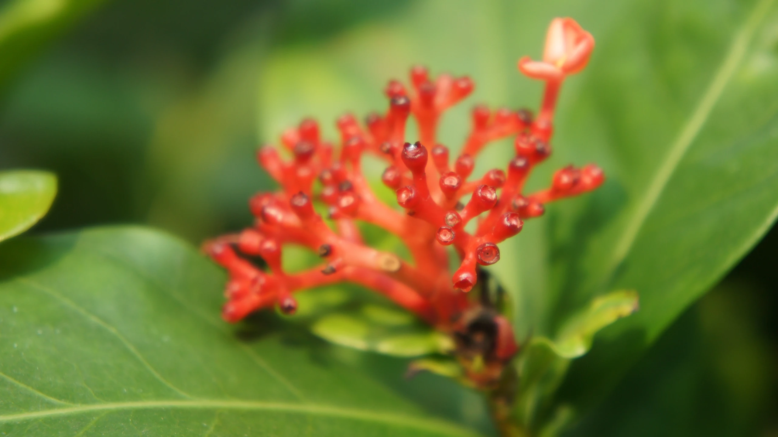 a close up po of a very small red flower