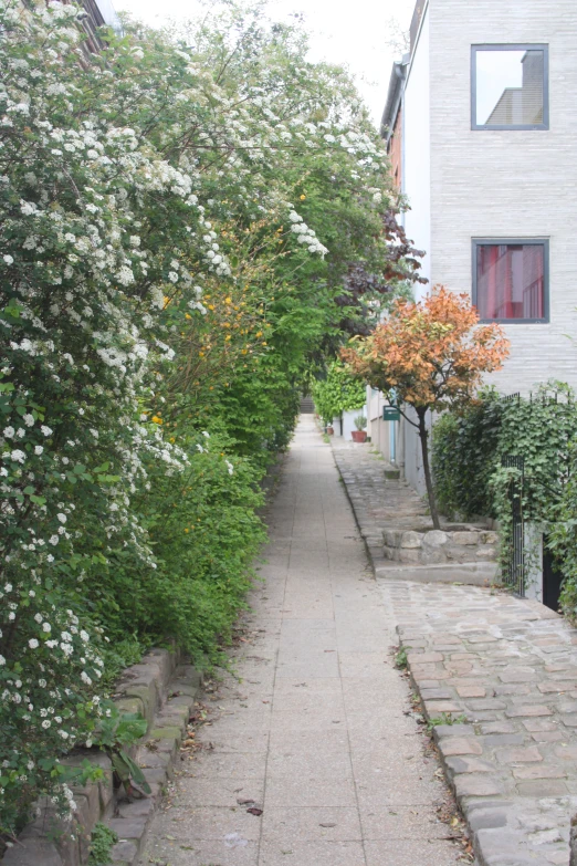 a city street with some plants and a stone sidewalk