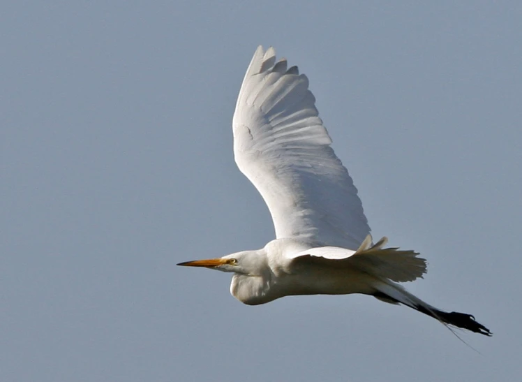 a white bird flying in the air with wings wide open