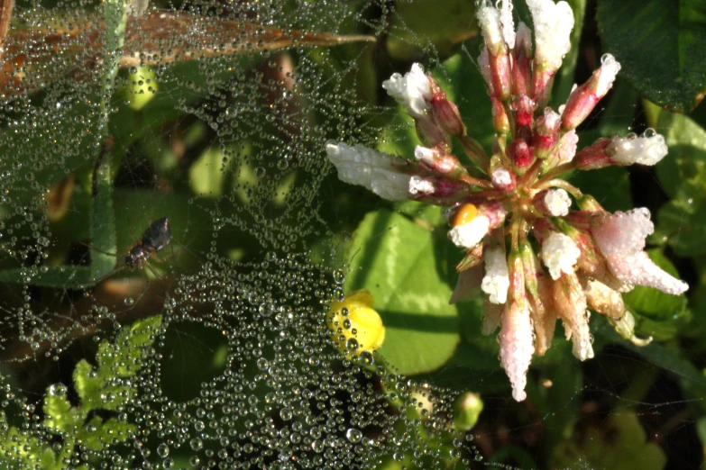 there is some kind of flower that looks like a spider web