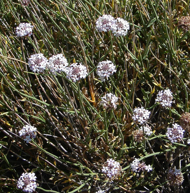 white flowers are blooming on a sunny day