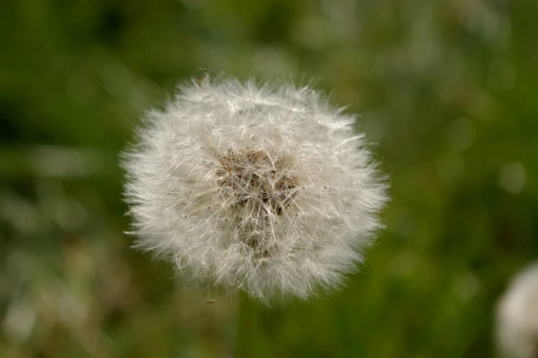 a seed with seeds up close on a field