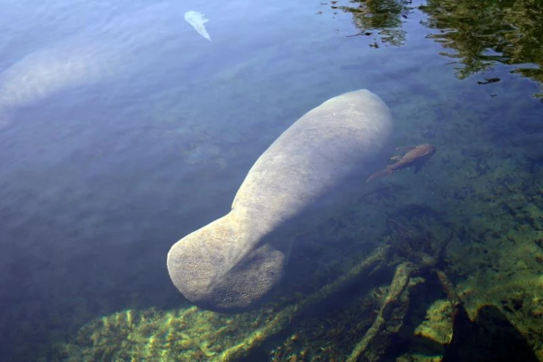 an inflatable rock in the water that's near the shore