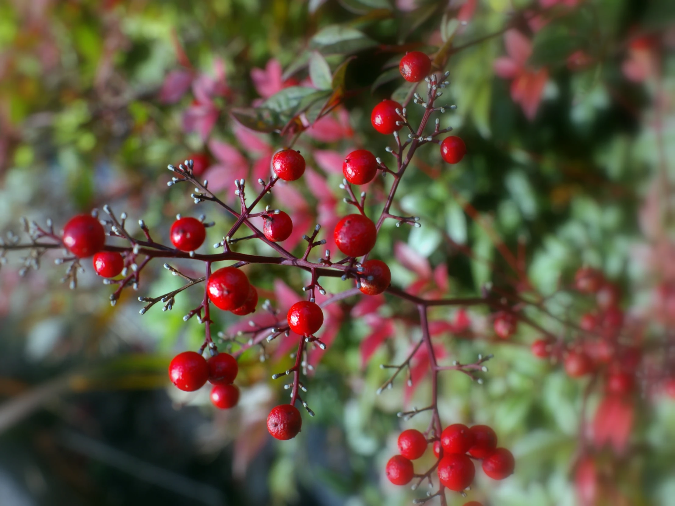 some red berries and flowers with a blurry background