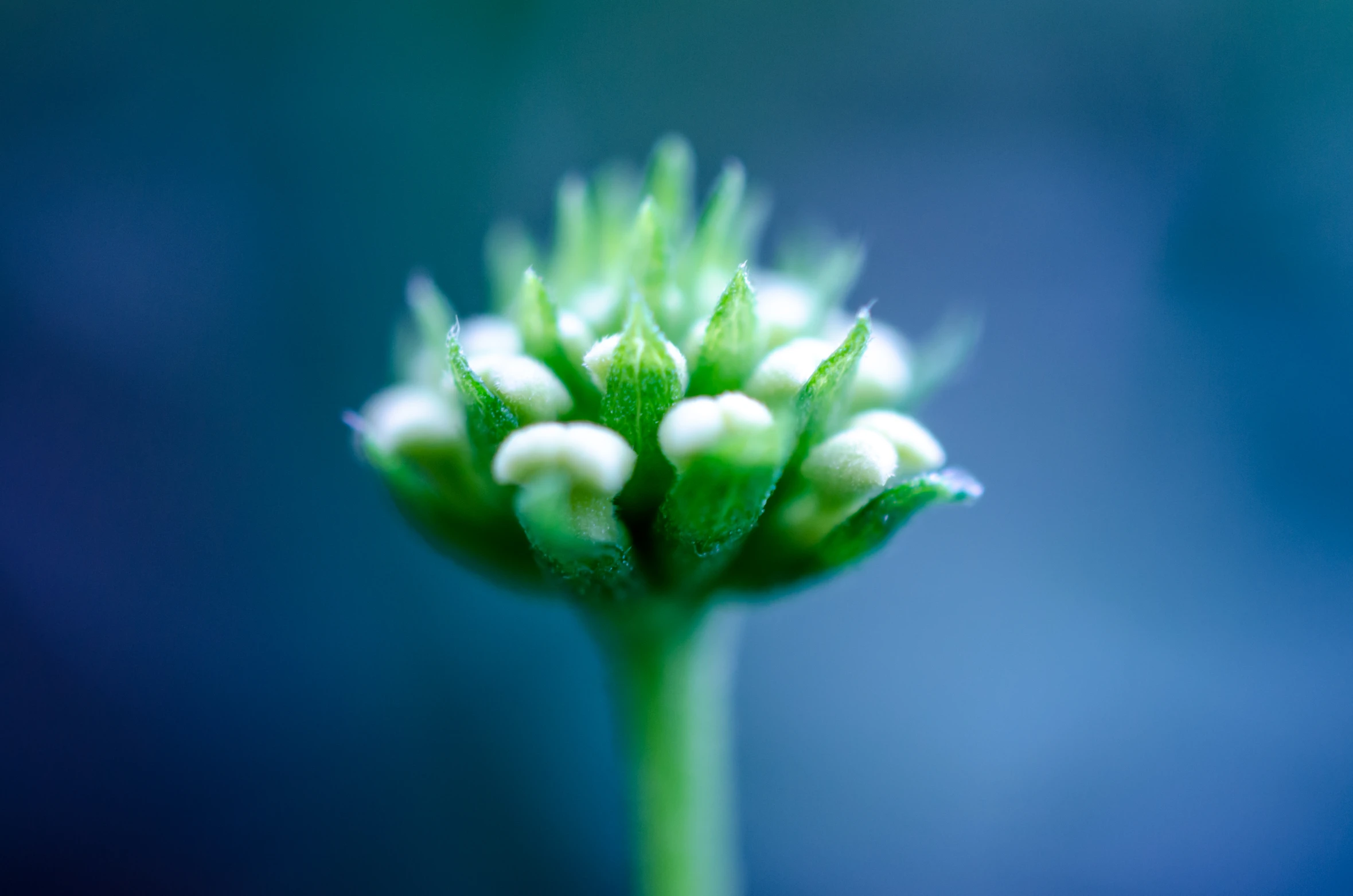 the green sprouts of a plant against a blue background