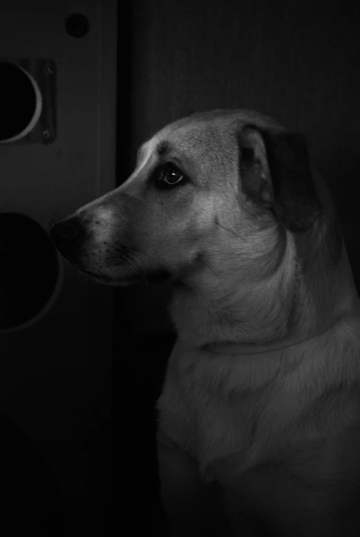 black and white pograph of dog sitting next to door