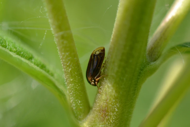 the insect on the plant is eating the insect