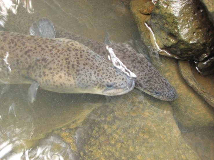 a spotted animal laying on the ground in water