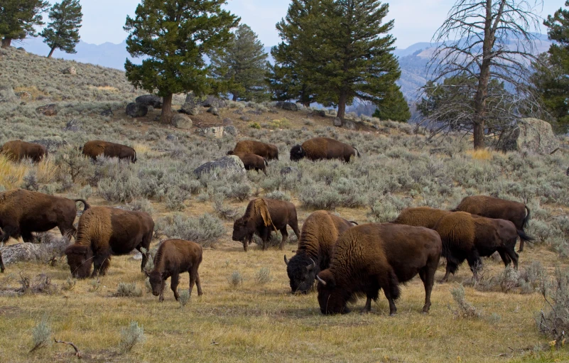 a bunch of bison grazing in the grass